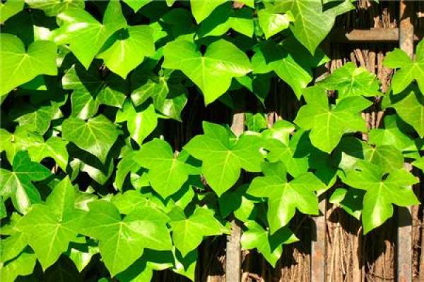 Ivy