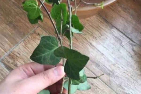 Ivy