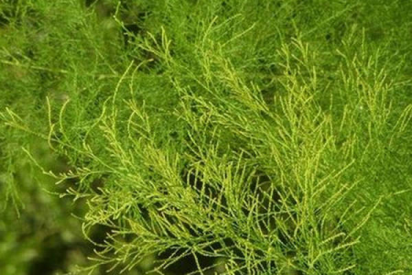 Tamarix chinensis