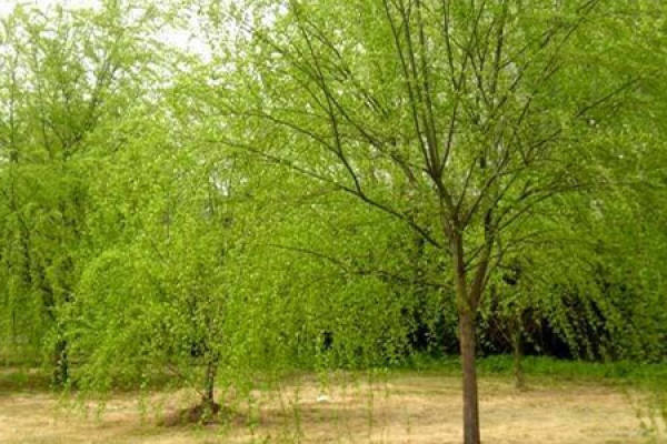 weeping willow
