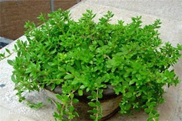 Sedum sarmentosum