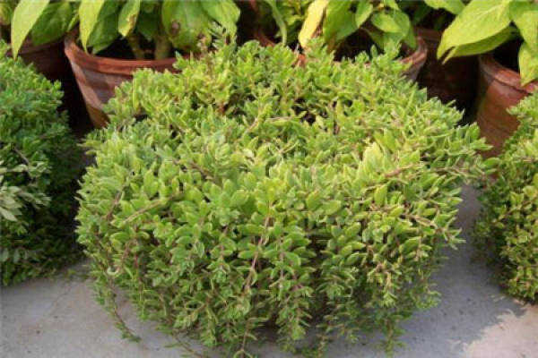 Sedum sarmentosum