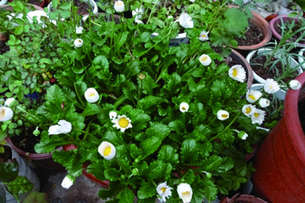 Daisy