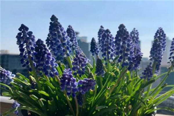 Grape hyacinth