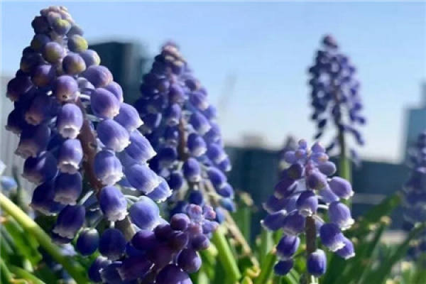 Grape hyacinth