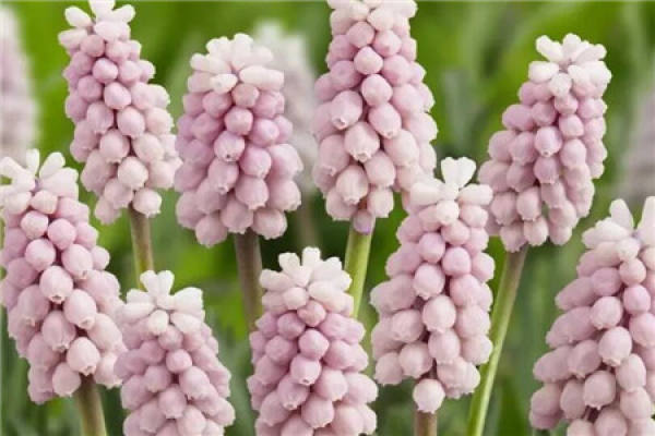 Grape hyacinth