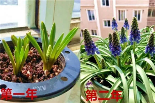 Grape hyacinth