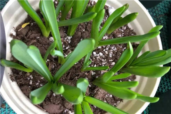grapevine hyacinth