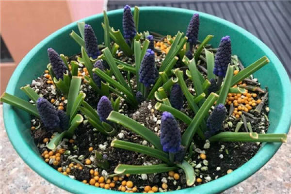 grapevine hyacinth