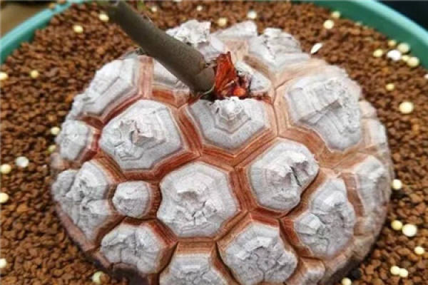 turtle turtle