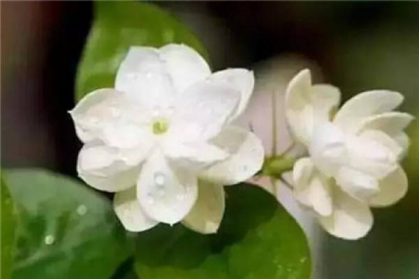 Arrowroot