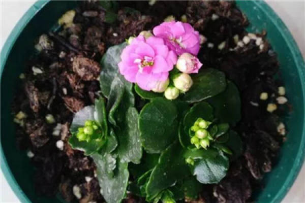 Jonquil