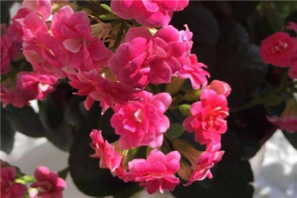 longevity flower