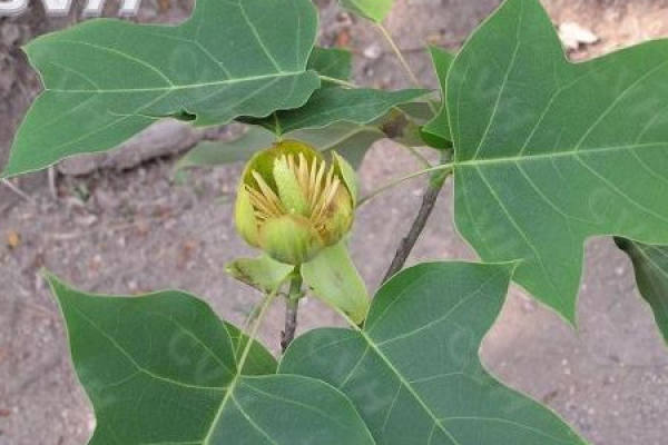 Liriodendron