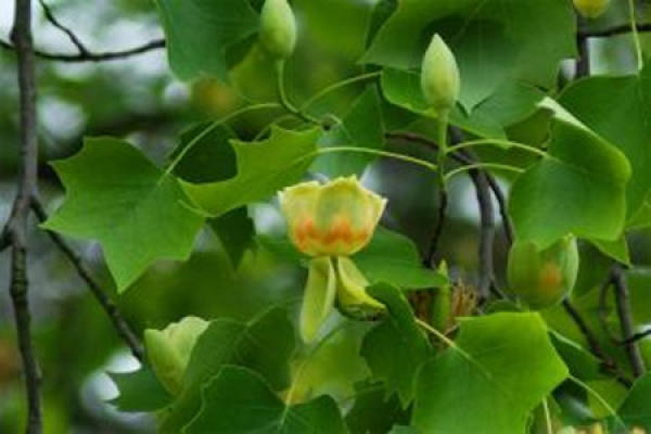 Liriodendron