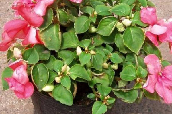 African impatiens