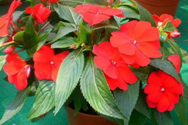 African impatiens