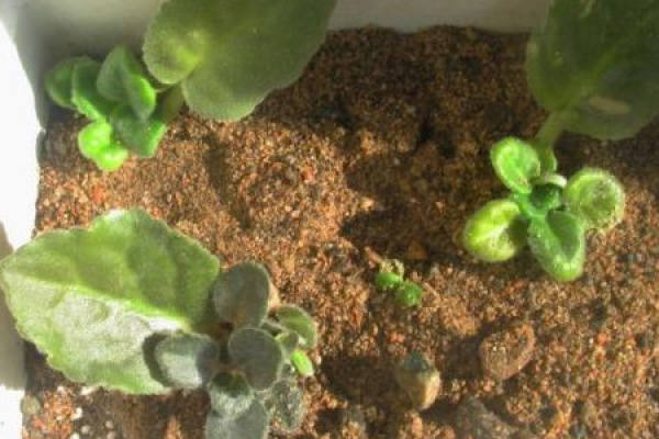 African violet