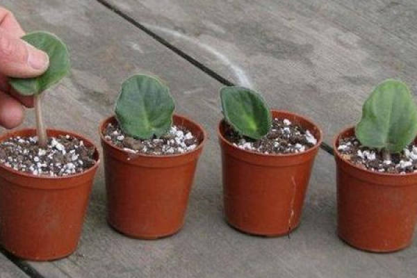 African violet