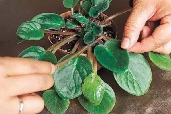 African violet