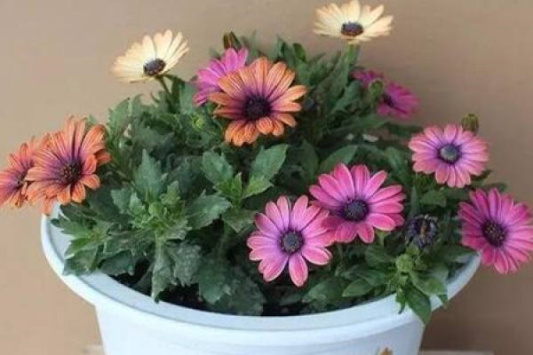 Gerbera