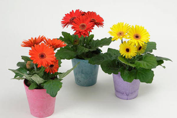 Gerbera