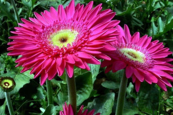 Gerbera