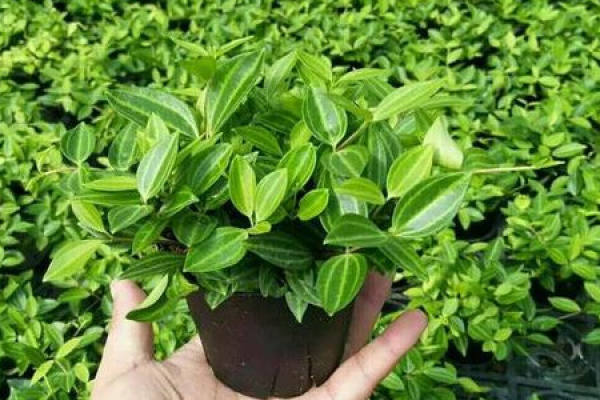Emerald Chlorophytum