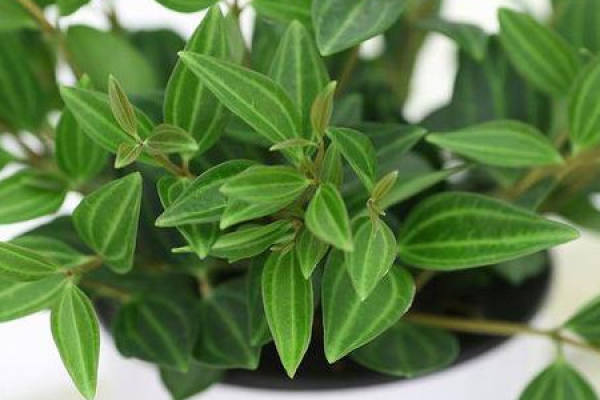Emerald Chlorophytum