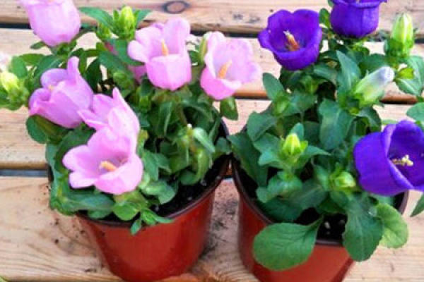 Campanula