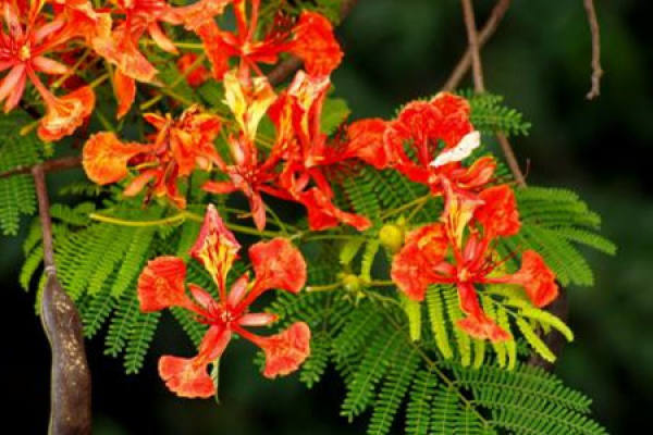 Flame tree