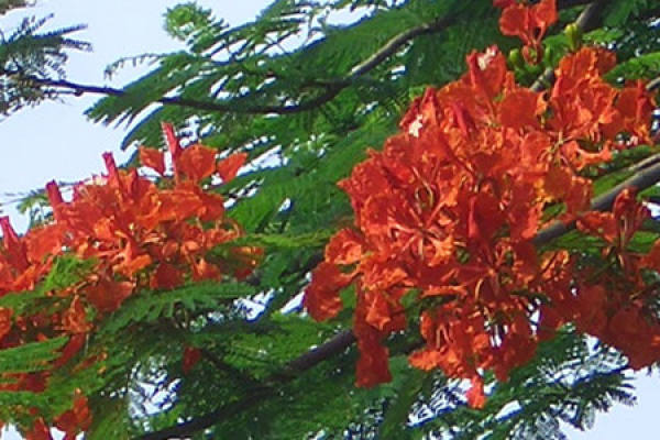 Flame tree