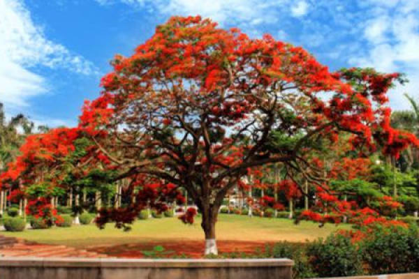 Phoenix Tree