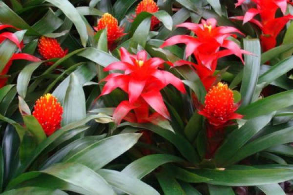 Pineapple Flower