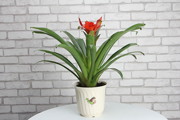Pineapple Flower