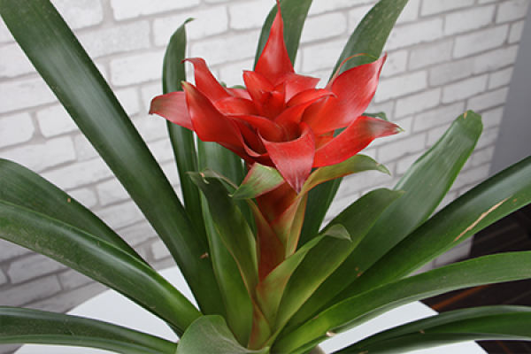 Pineapple Flower