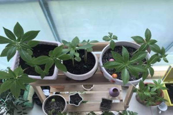 Impatiens