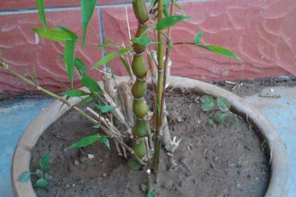 Bambusa ventricosa