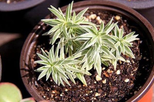 Sedum lineare