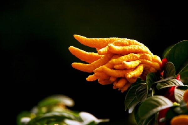 Bergamot