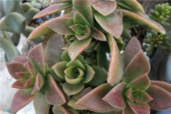 Fleshy
