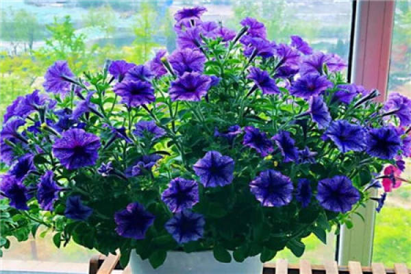 Petunia hybrida