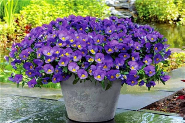 Petunia hybrida