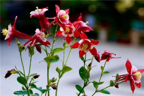 Petunia hybrida