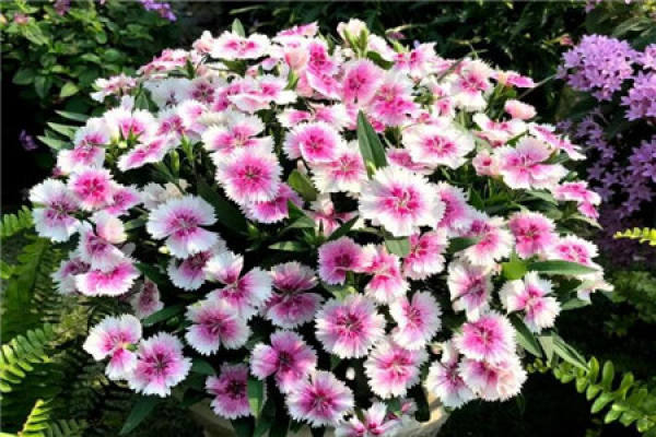 Petunia hybrida