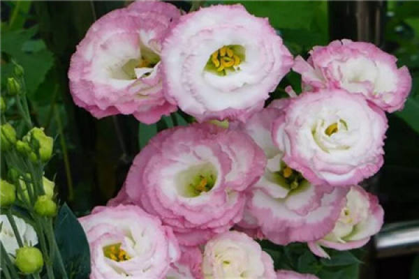 Petunia hybrida