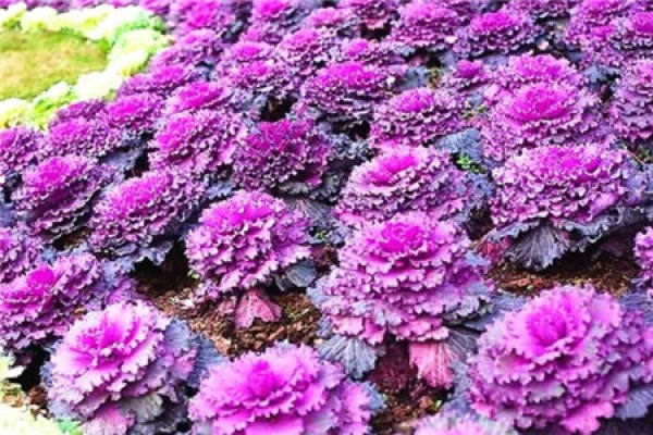 Petunia hybrida