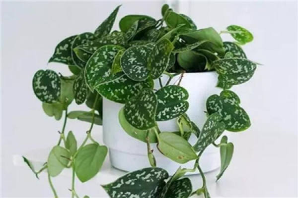Silver-spotted Kudzu