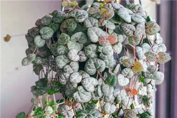 Silver-spotted Kudzu
