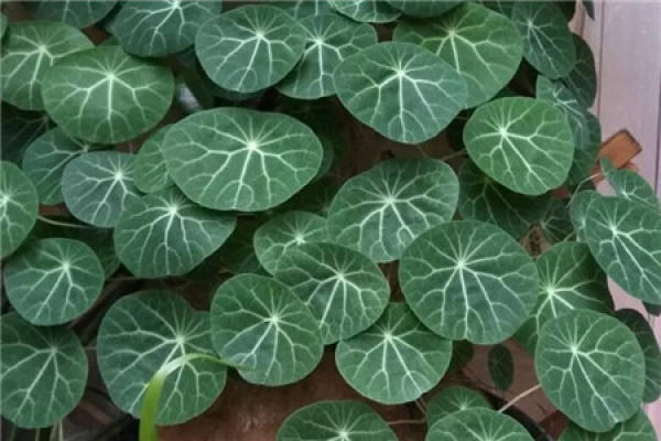 Silver-spotted Kudzu